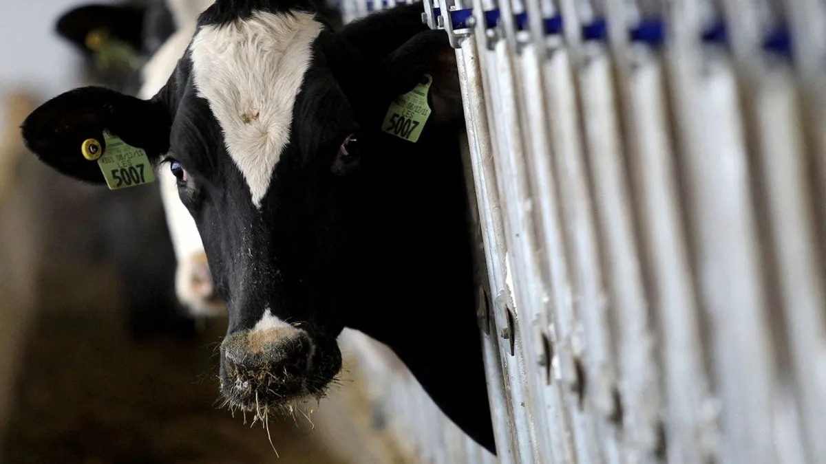 Aaron Josefczyk/Reuters/direitos reservados Vacas leiteiras em Ashland, Ohio
12/12/2014 REUTERS/Aaron Josefczyk